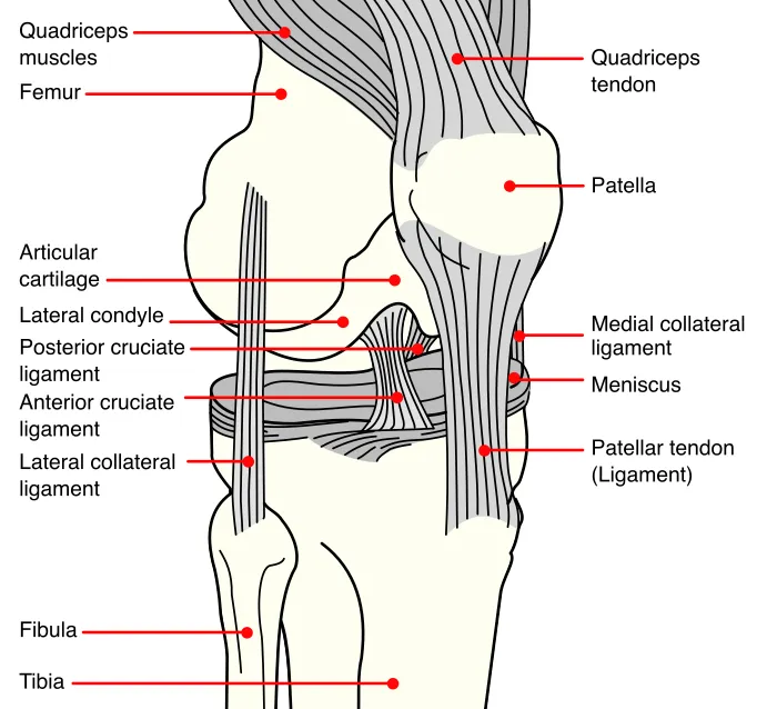 Magnetoterapia para el edema óseo en los cóndilos femorales