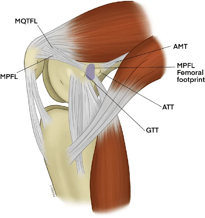 Ilustración anatómica de los tendones de la rodilla